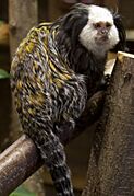 Black, yellow, and white monkey