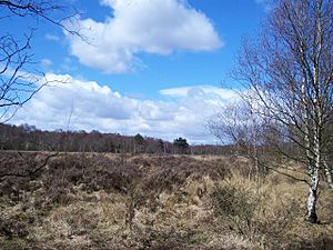 Heathland I