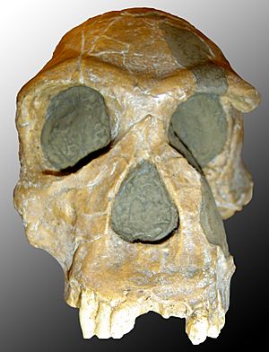 Homo habilis.jpg