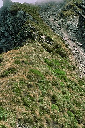 Hutton's shearwater habitat