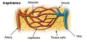 Illu capillary