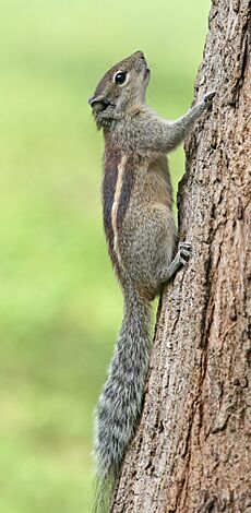 Indian Palm Squirrel (Funambulus palmarum)