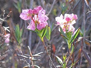 Kalmia polifolia 2.jpg