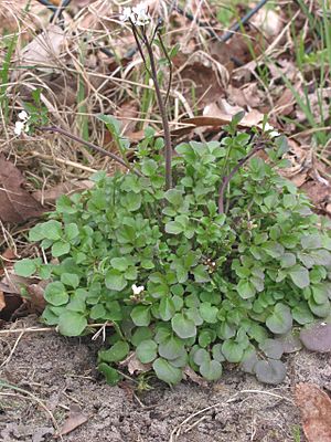 Kleine veldkers Cardamine hirsuta plant.jpg