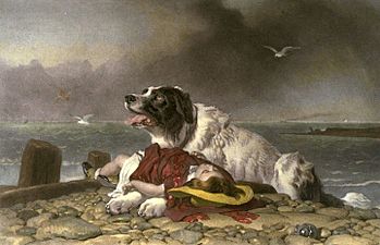 Landseer Saved