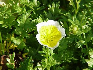 Limnanthes douglasii1.jpg