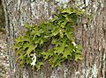 Lobaria pulmonaria 010108c