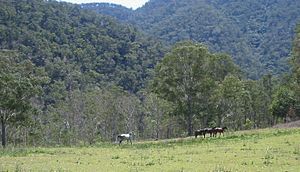 Macleay brumbies