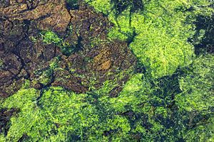 Marine algae in Brofjorden