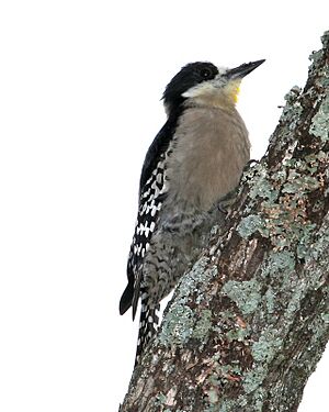 Melanerpes cactorum -Argentina-8.jpg