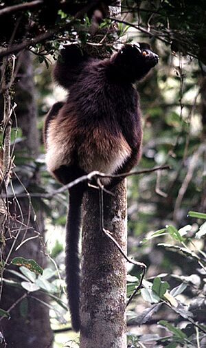 Milne-Edward's Sifaka (Propithecus diadema edwardsi)