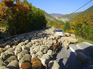 Mouton sur la route de Entrevaux a Annot 0566