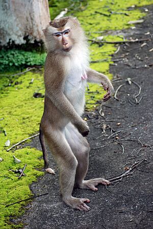 Northern pig-tailed macaque in Khao Yai