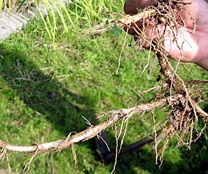 Oryza longistaminata rhizome