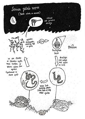 Paloloworm cycle