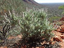 Pityrodia augustensis (habit)