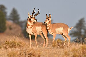 Pronghorn aka Antelope (50436582913).jpg