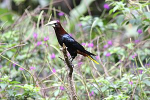 Psarocolius wagleri -Panama-8