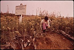 QUINAULT INDIAN CHILDREN PLANTED 10,000 FIR TREES IN THIS AREA ONE OF THE PLANTERS INSPECTS THE PROGRESS OF A FEW... - NARA - 545217