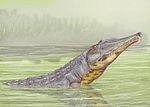 Rutiodon validus 21DB.jpg