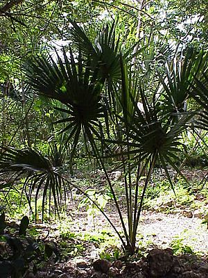 Sabal gretheriae0.jpg