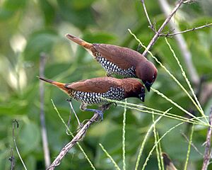 Scaly breasted munia feeding