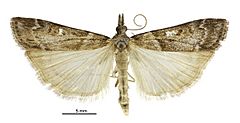 Scoparia s.l. declivis male.jpg