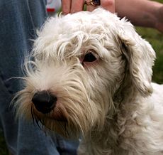 Sealyham terrier 078