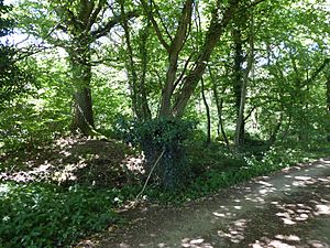 Sexton Wood 6.jpg