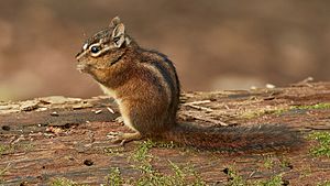 Sonoma chipmunk at Samuel P. Taylor State Park