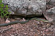 Speckled King Snake.jpg