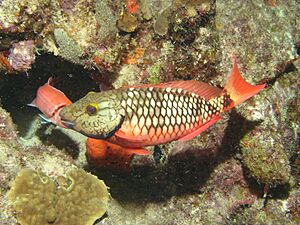 Stoplight-parrotfish-initial-phase