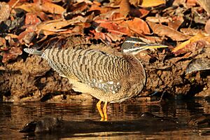 Sunbittern (Eurypyga helias).JPG