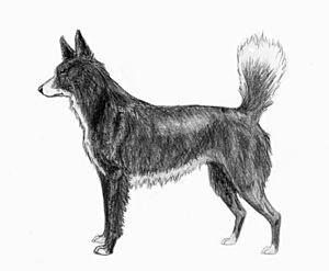 Tahltan Bear Dog sketch2.jpg