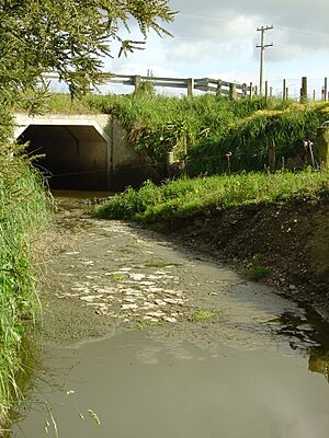 Water pollution in the Wairarapa