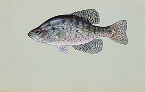 White crappie pomoxis annularis.jpg