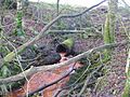 Whitehill Burn drain