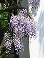 Wisteria floribunda5