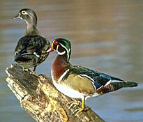 Woodduck95