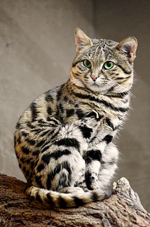 Zoo Wuppertal Schwarzfusskatze.jpg