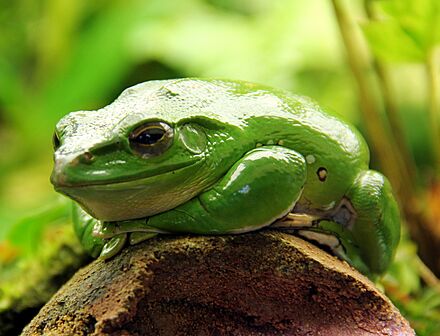 2013-10 Chinese tree frog