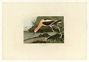 318 American Avocet