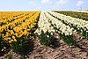 A Bulb Field - geograph.org.uk - 159711.jpg