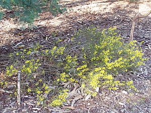 Acacia enterocarpa 01.jpg