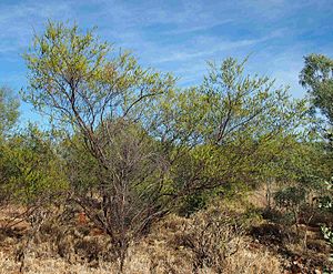 Acacia lysiphloia habit.jpg