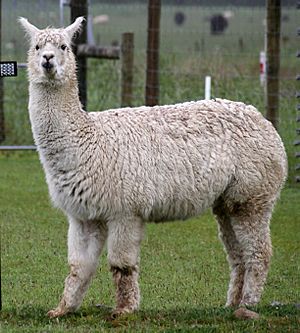 Alpaca (31562329701).jpg