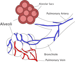 Alveoli diagram.png