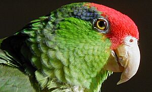 Amazona viridigenalis -head