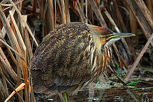 American Bittern - Nisqually NWR