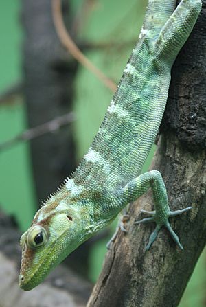 Anolis ricordi (1)